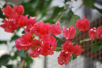 Bougainvillea -bugenvilea - listeny s květy